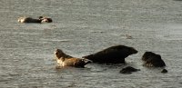 Machrihanish - spot the seals